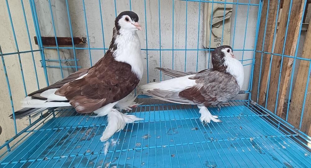 Seraje pigeons - 4