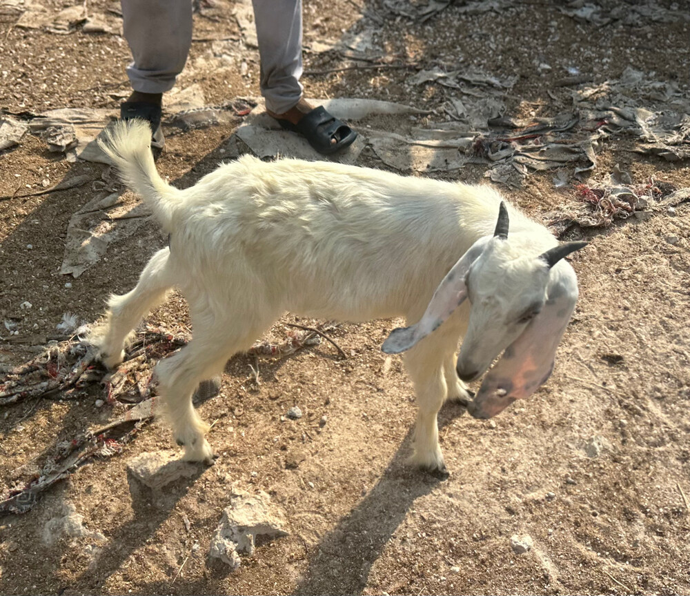 تيس عارضي طيب على الجت - 1