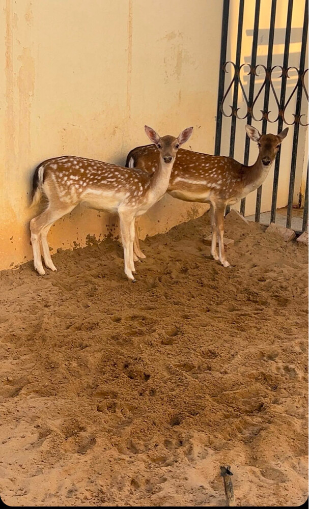 غزلان  - 1