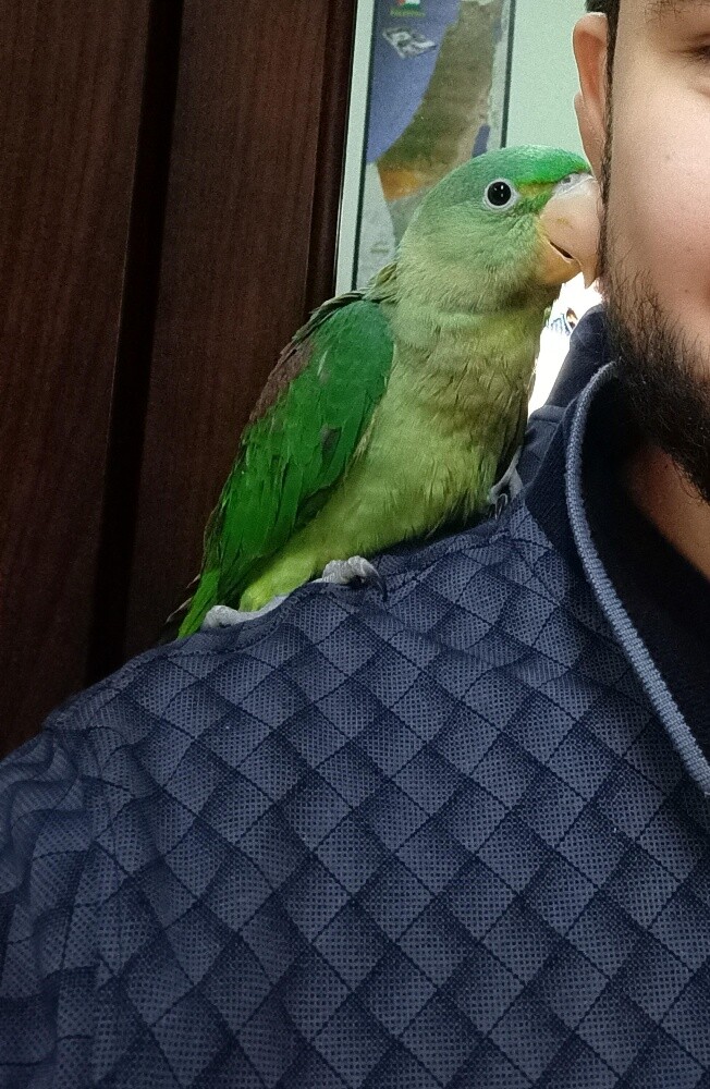 Nepalese Alexandrine Parakeet - 3