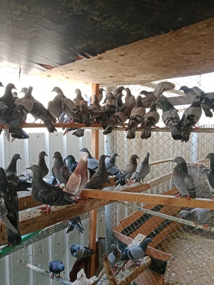 حمام قوي33151840 - 5