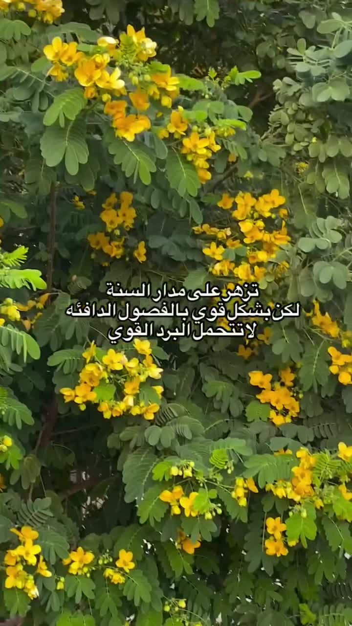مزارع توريد وتركيب الاكاسيا - 1