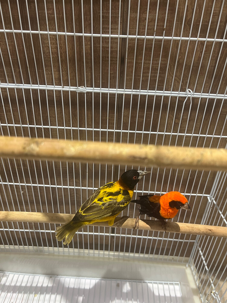 red bishop and weavere - 2