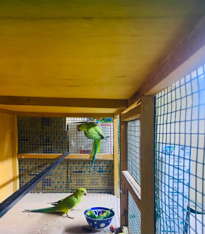 green parrot  - 2