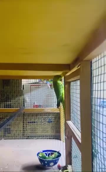 green parrot  - 3