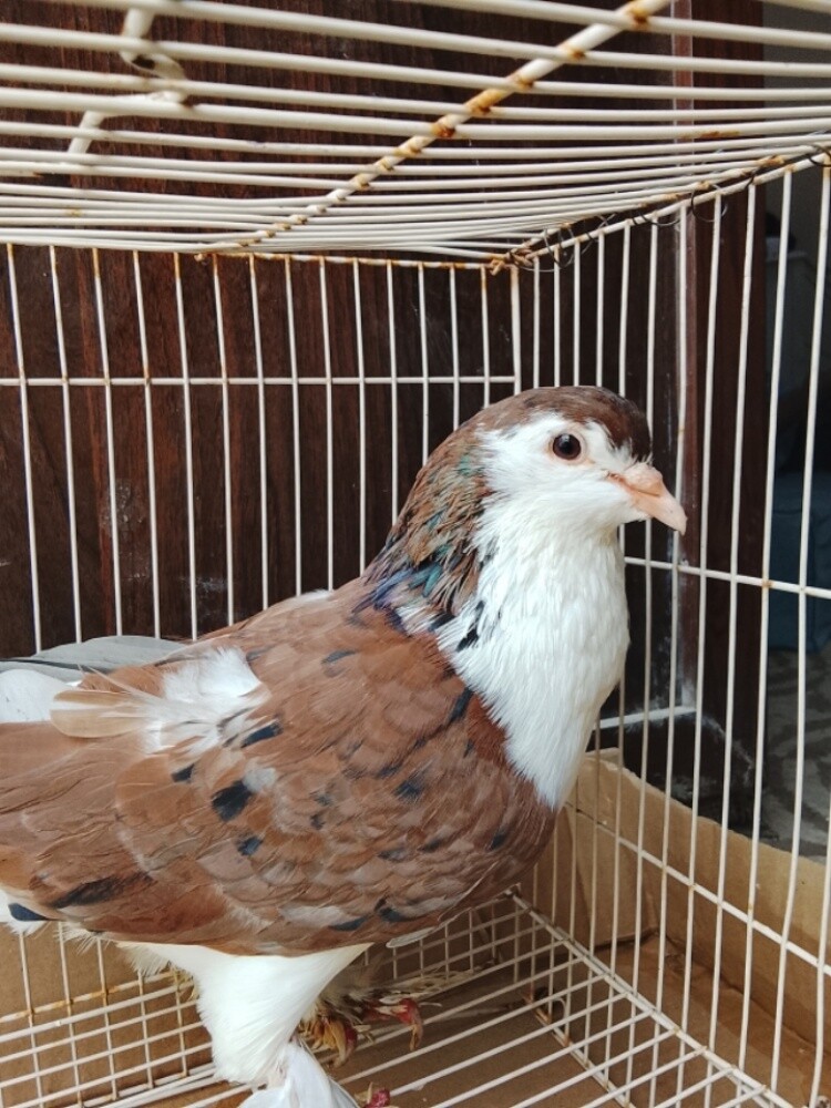 for sale Lahorey - 3