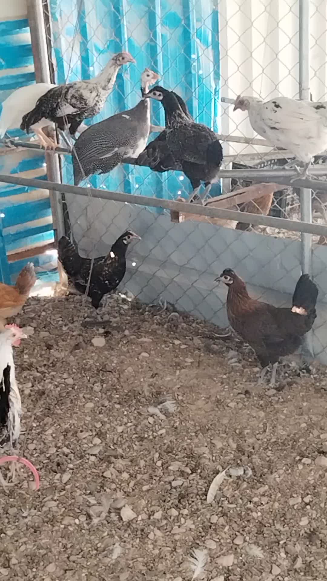 دجاج بلدي تربية عزبه وبط - 1
