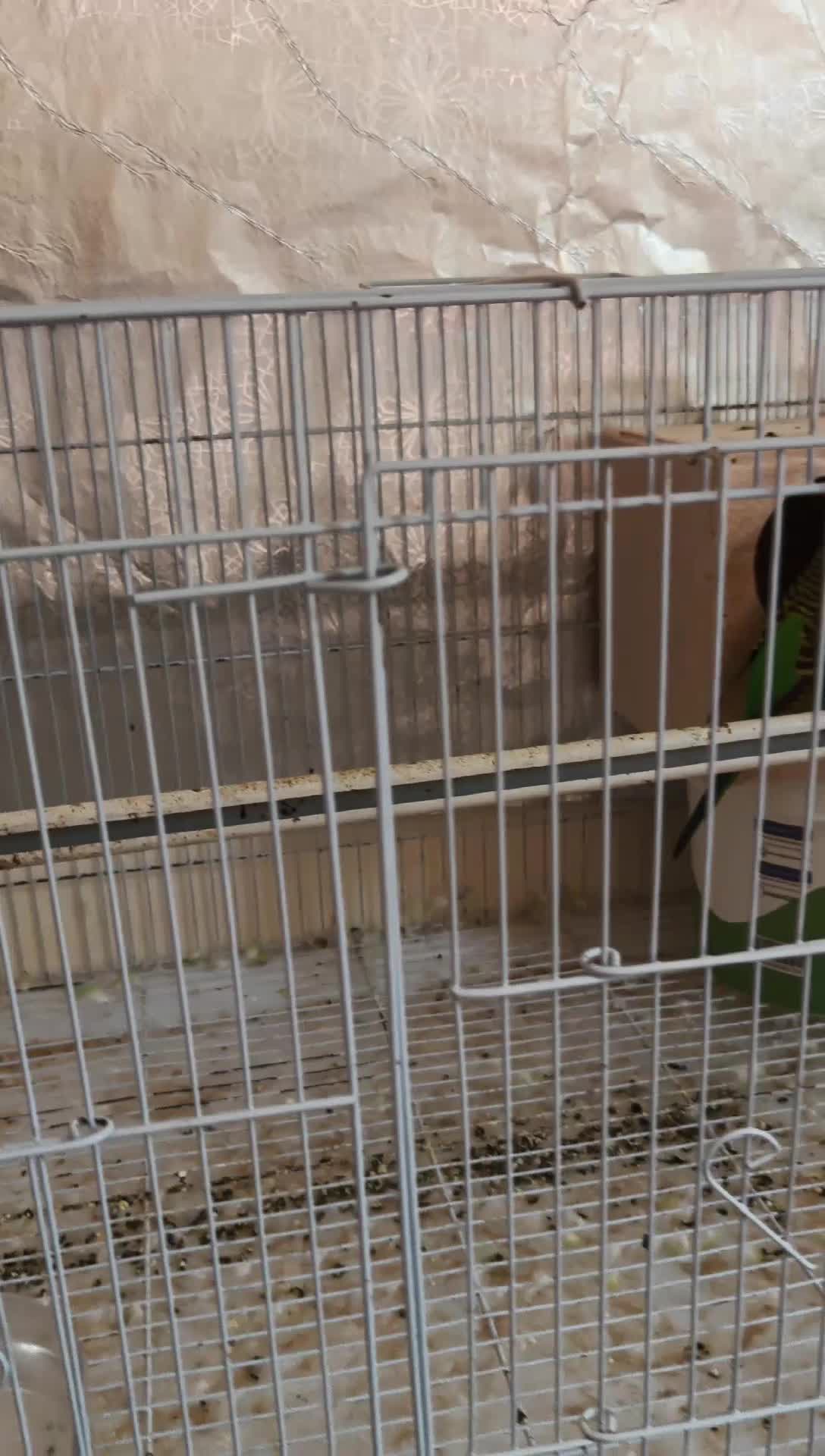 big size and healthy budgie pair - 2