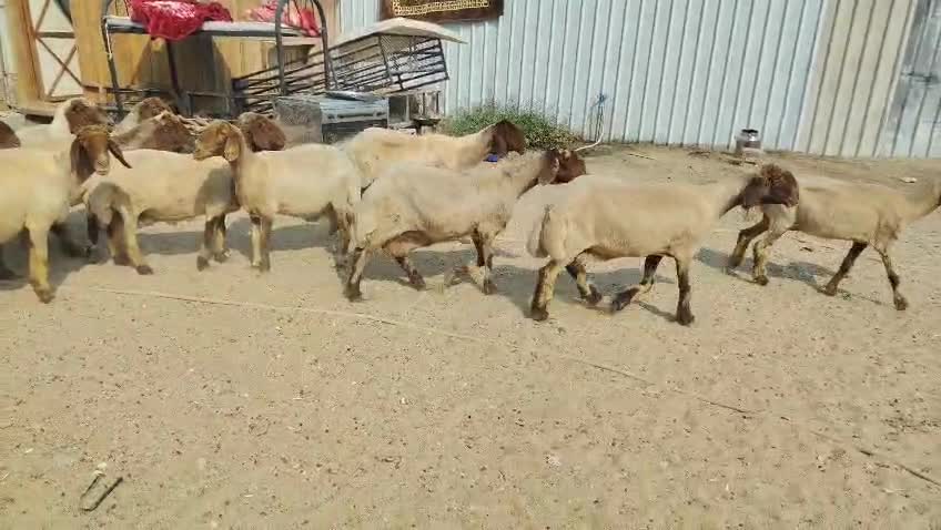 شويهات سوريه طيبه - 1