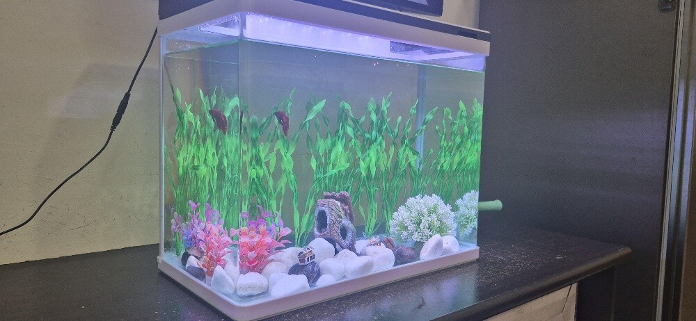 Big Aquarium for sale - 3