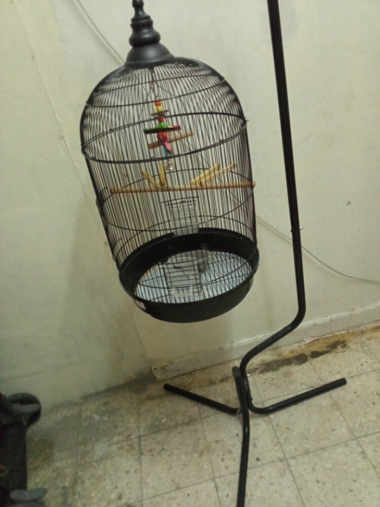 bird cage - 3