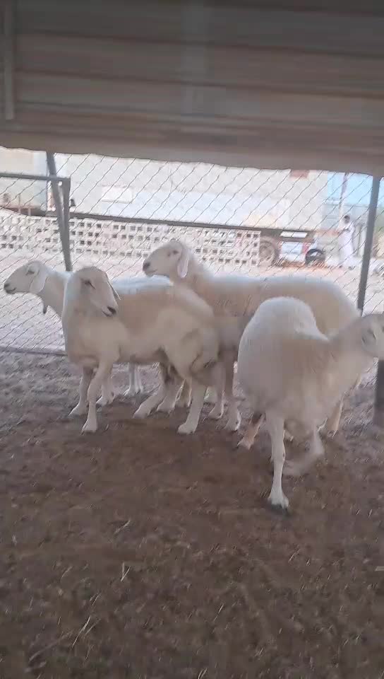 حريات طيبه - 1