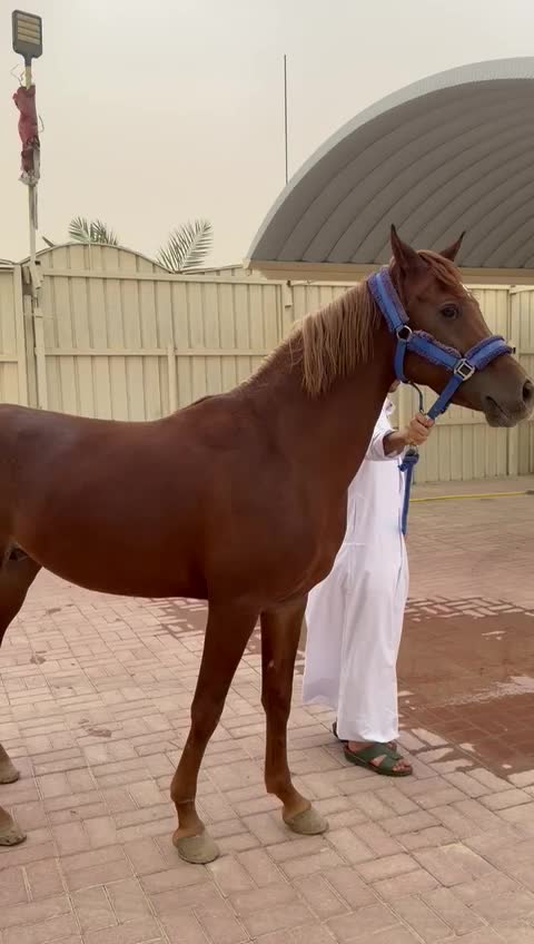 حصان عربي  - 2