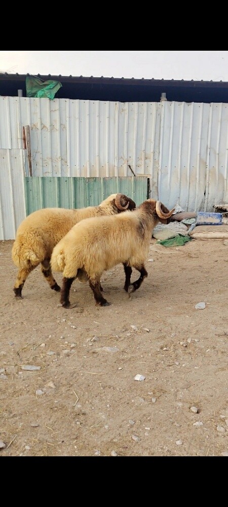 فحول سورية تنسف شررط طيبة وحارة - 4