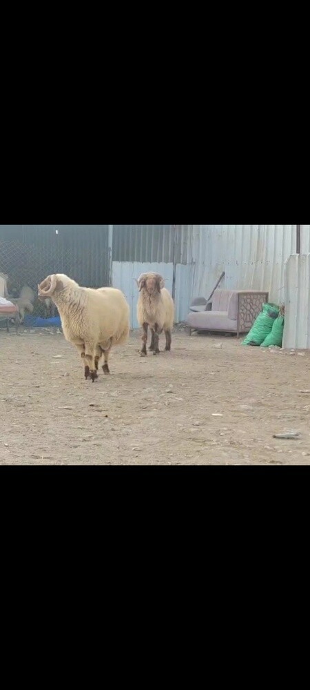 فحول سورية تنسف شررط طيبة وحارة - 3