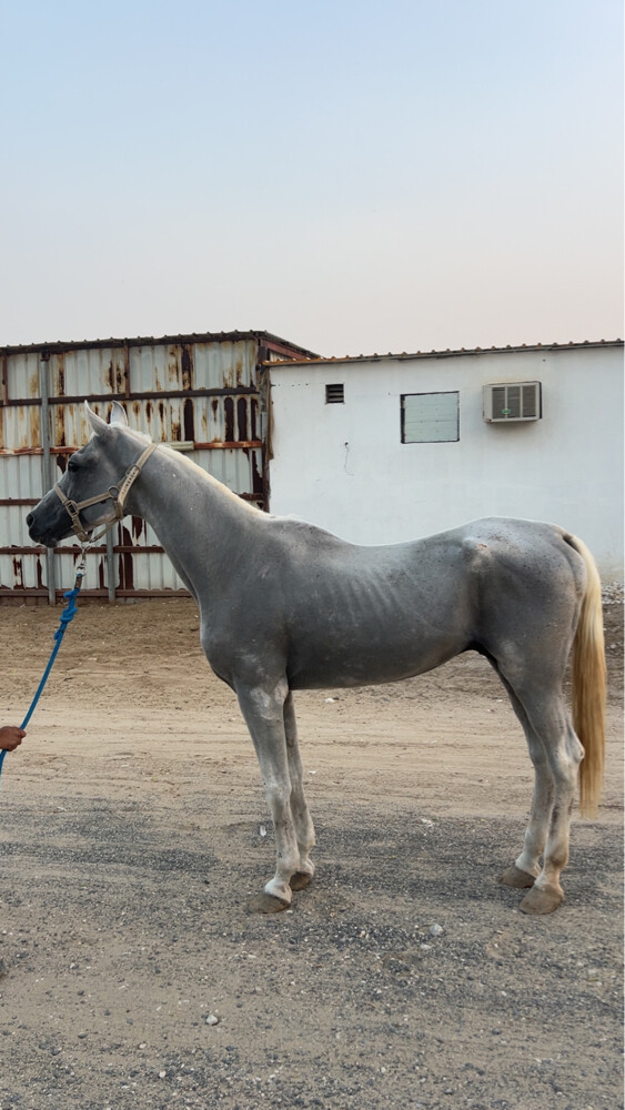 حصان ركوب  - 3