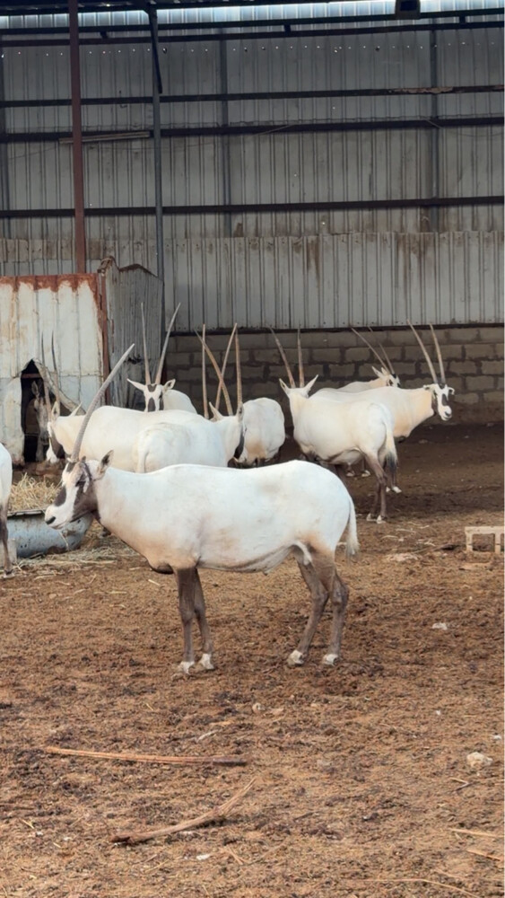 Oryx - 1