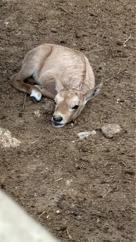 Oryx - 3