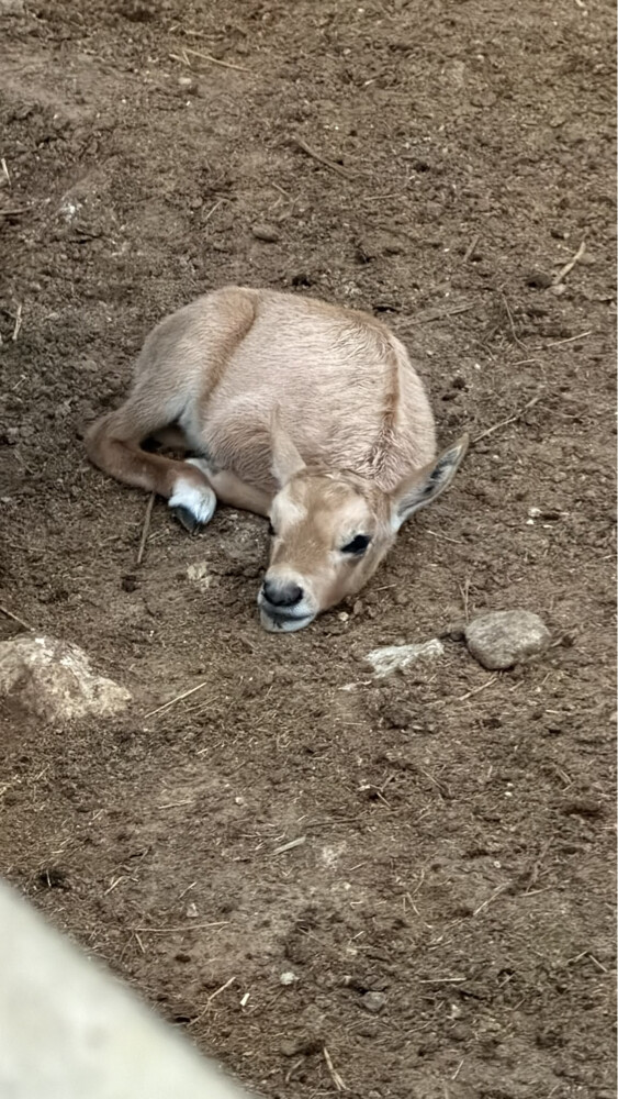 Oryx - 2