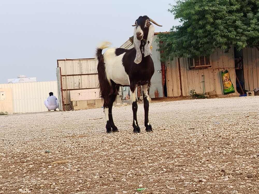 للبيع عنز باكستانيه طيبه - 2