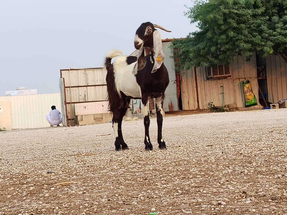 للبيع عنز باكستانيه طيبه - 3