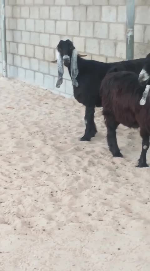 عوارض فاخرة صنف - 1