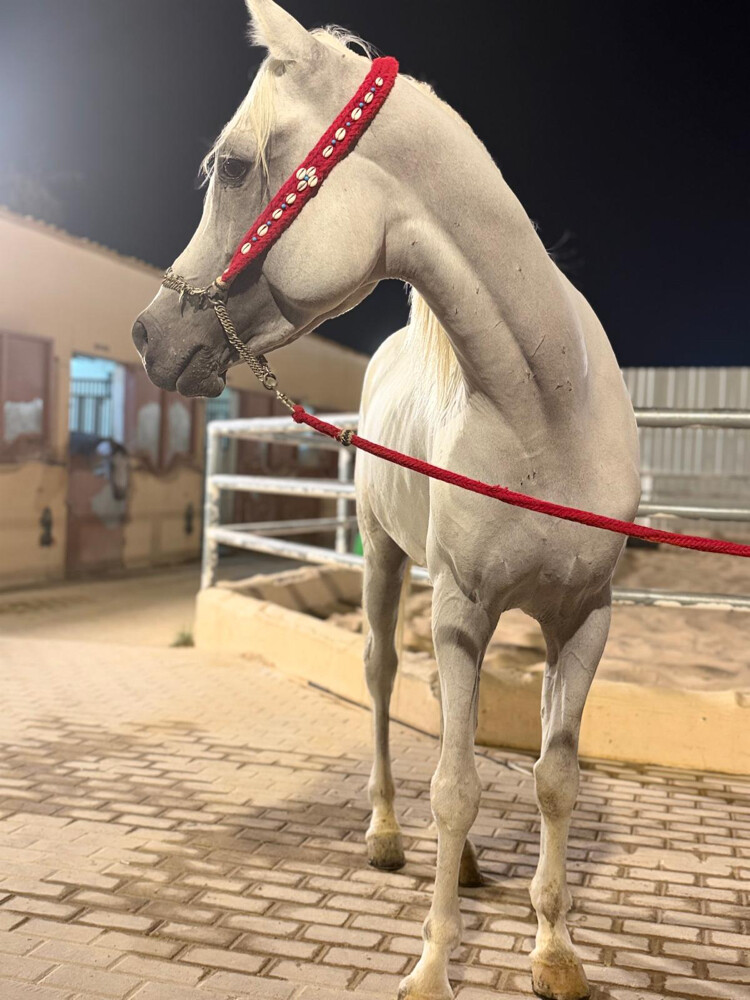 سيل الريان - 2