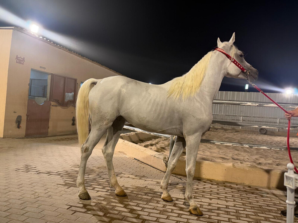 سيل الريان - 3