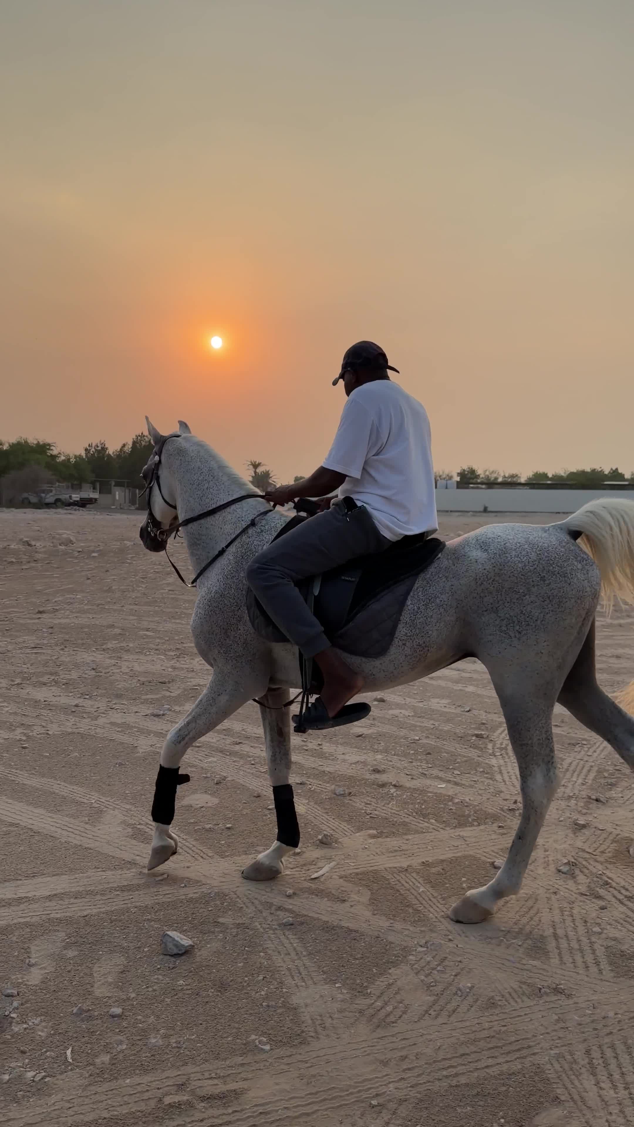 imported Arabian stud - 5