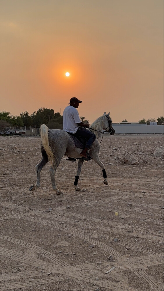 imported Arabian stud - 1
