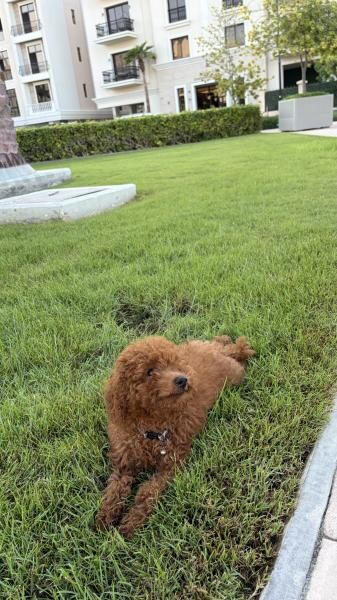 Toy Poodle Puppy Male, 4 Months - 6