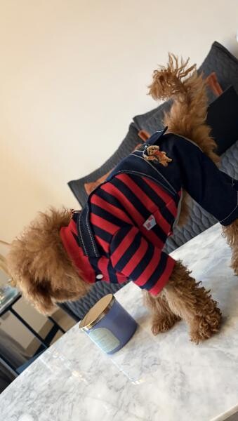 Toy Poodle Puppy Male, 4 Months - 5