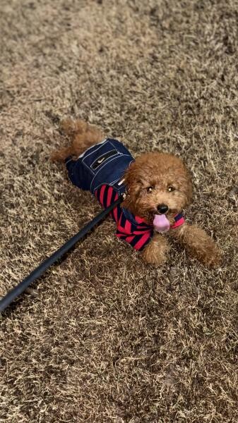 Toy Poodle Puppy Male, 4 Months - 3