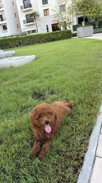 Toy Poodle Puppy Male, 4 Months - 7
