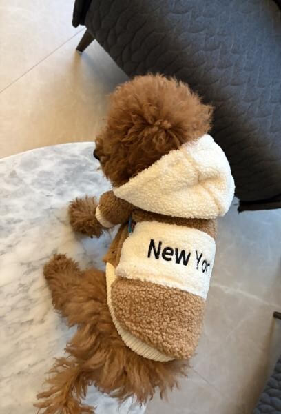 Toy Poodle Puppy Male, 4 Months - 2