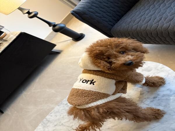 Toy Poodle Puppy Male, 4 Months - 4