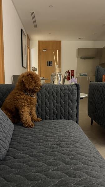 Toy Poodle Puppy Male, 4 Months - 9