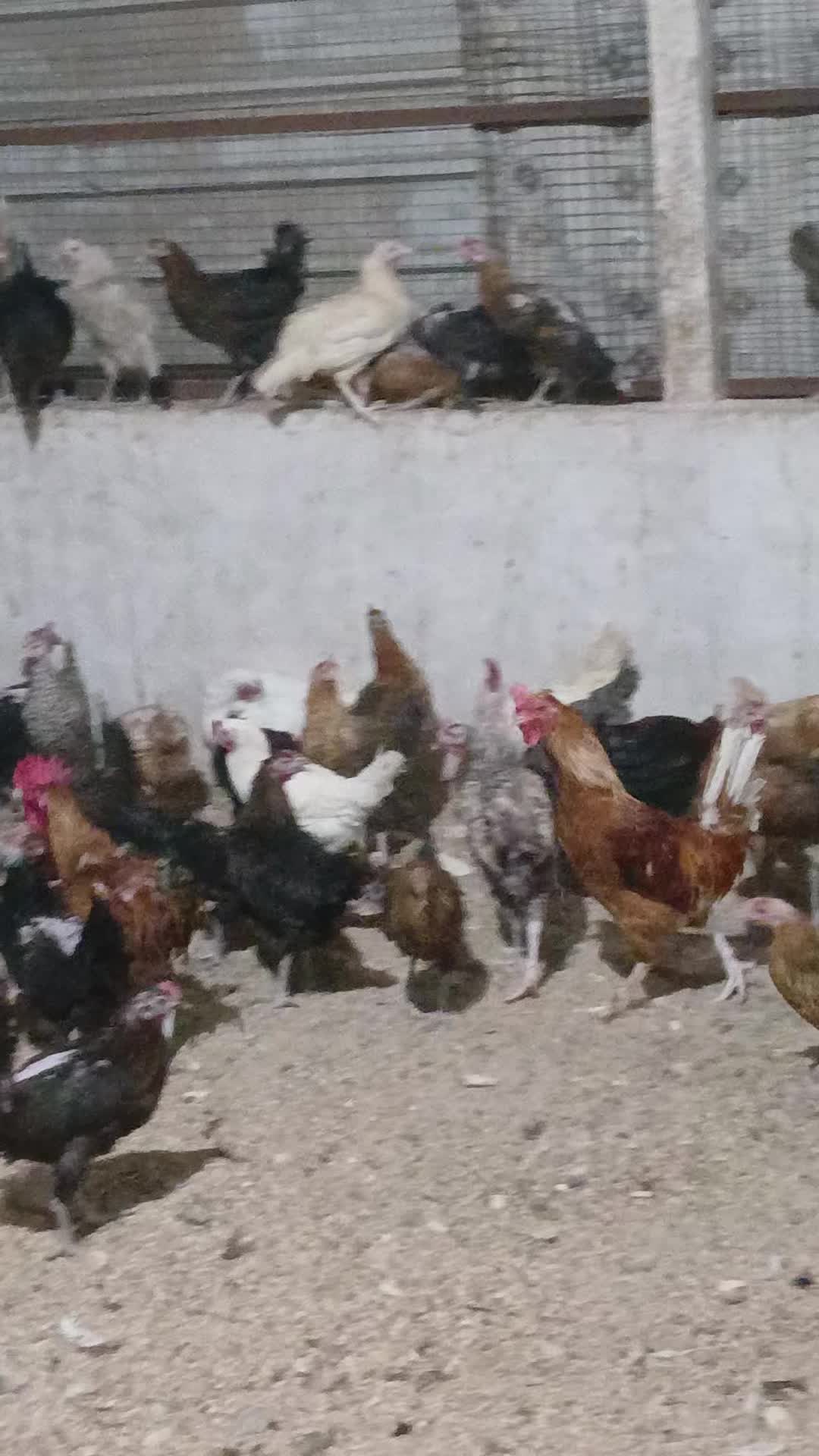Egg-laying hen - 1