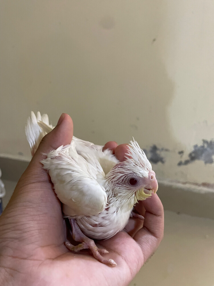 albino red eye cocktail - 2