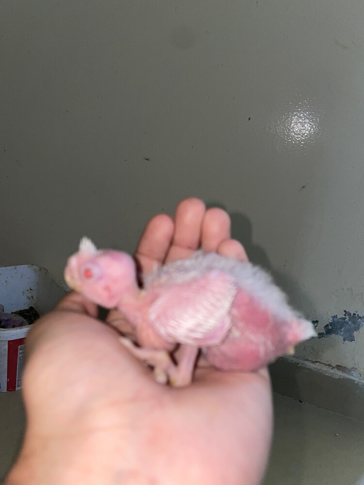 albino red eye cocktail - 3