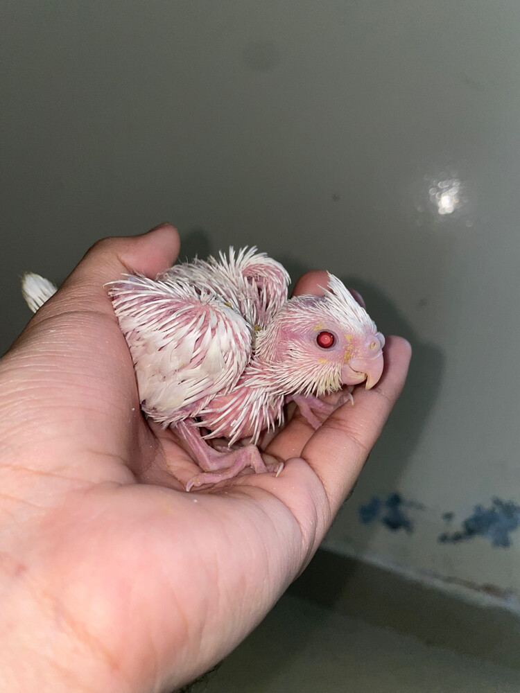 albino red eye cocktail - 5
