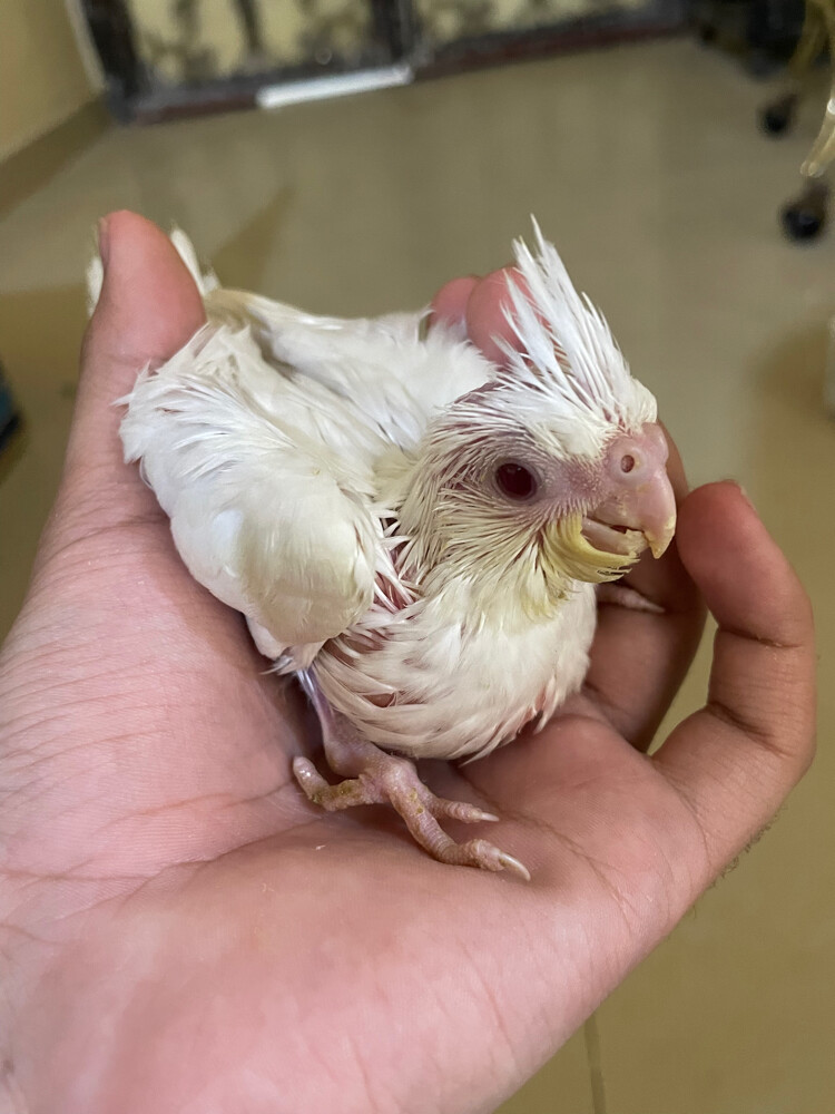 albino red eye cocktail - 1
