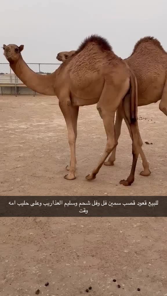 للبيع - 1