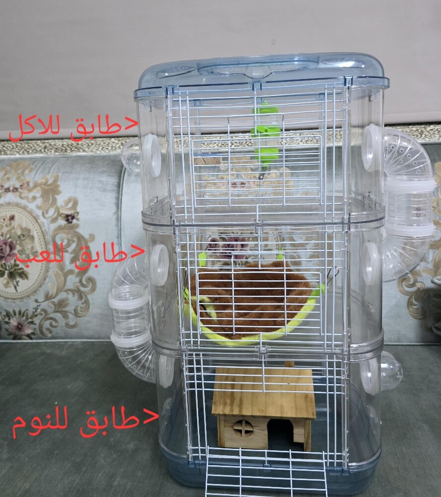 السنجاب الطائر - 3