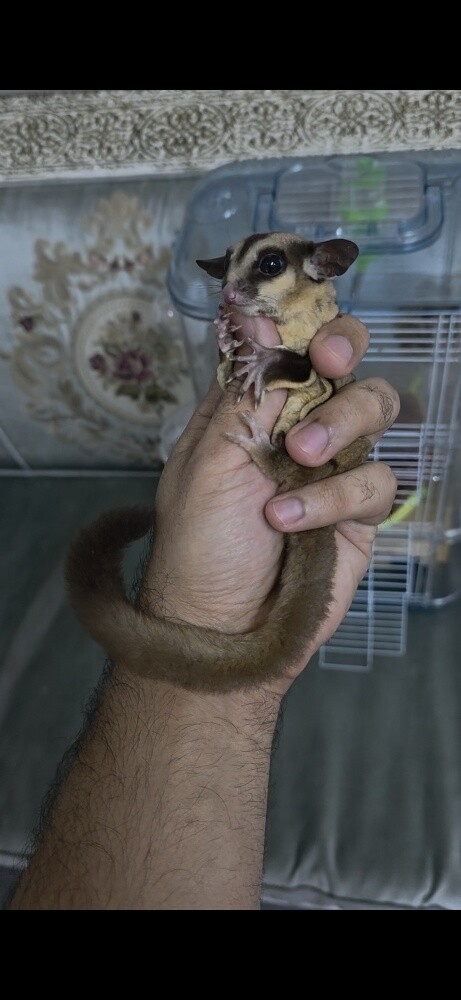 السنجاب الطائر - 1