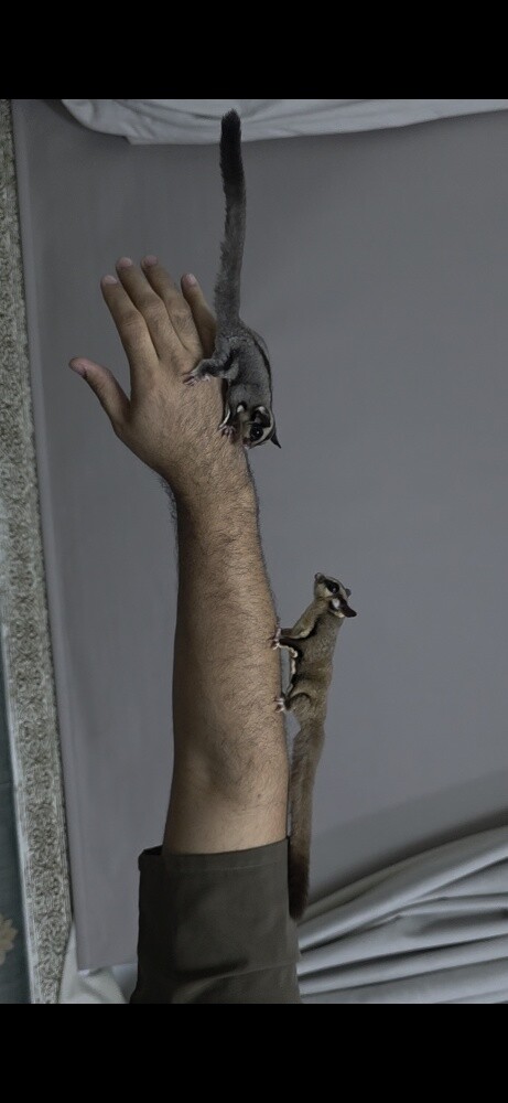 السنجاب الطائر - 2
