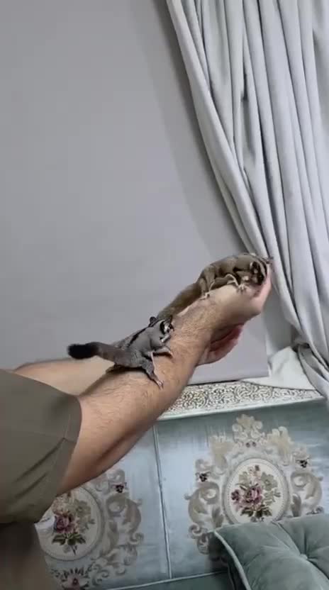 السنجاب الطائر - 9