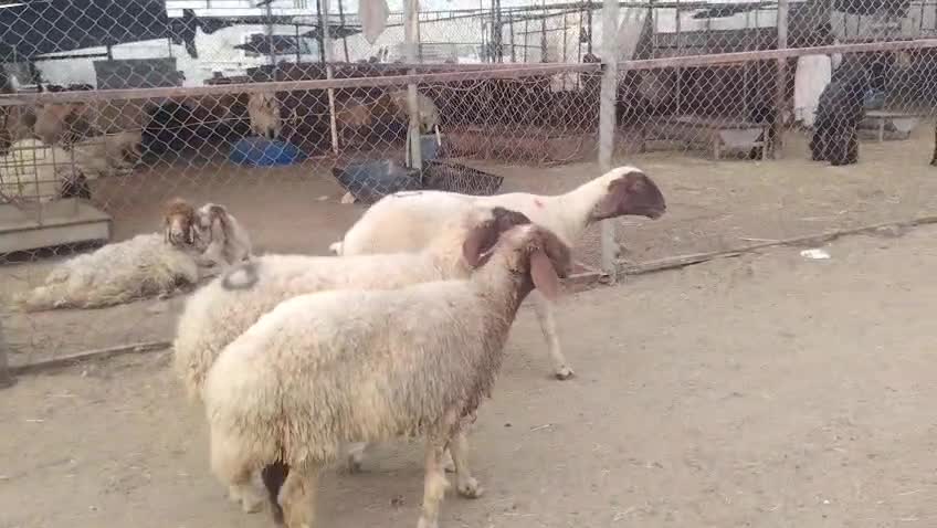 شويهات اتنين دفيع شرط واحده حيل - 4