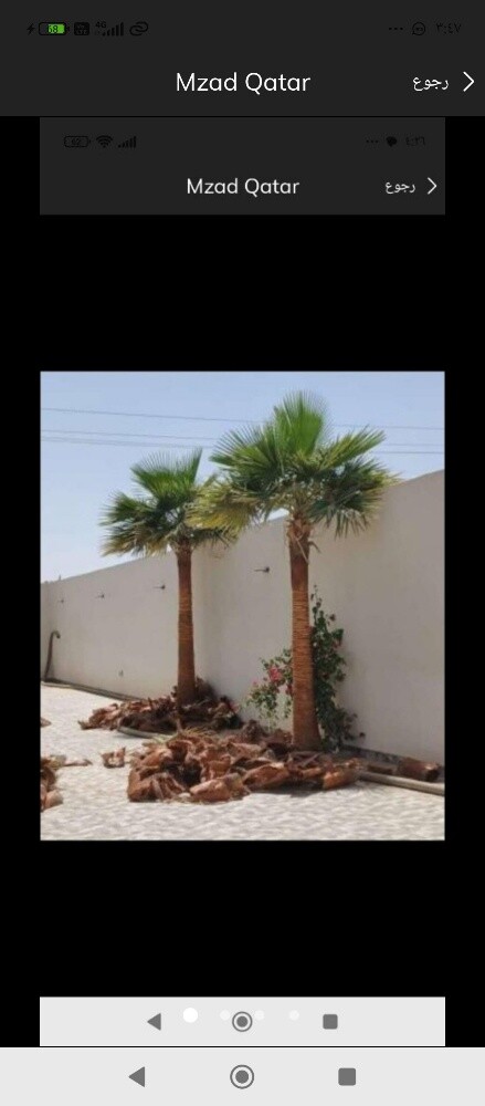 نخيل خدمات ونقل النخيل - 2