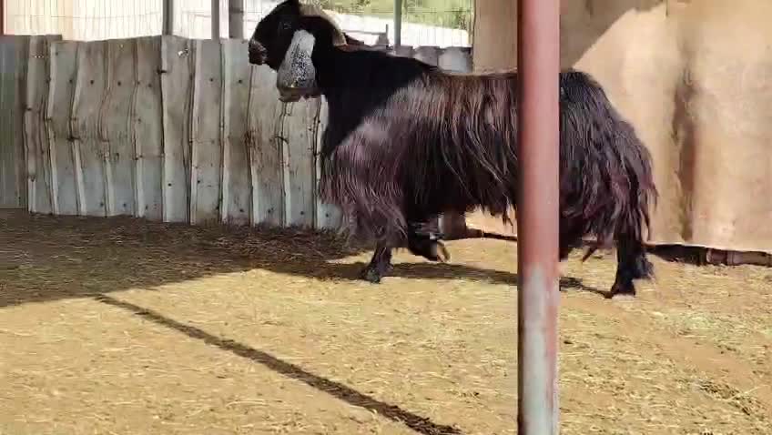 للبيع فحل عرضي صنف حااار - 2